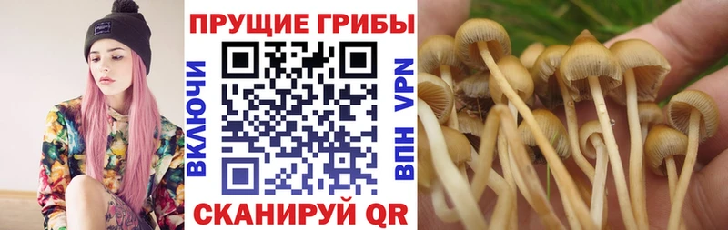 Псилоцибиновые грибы мицелий  Купить где  Бахчисарай 
